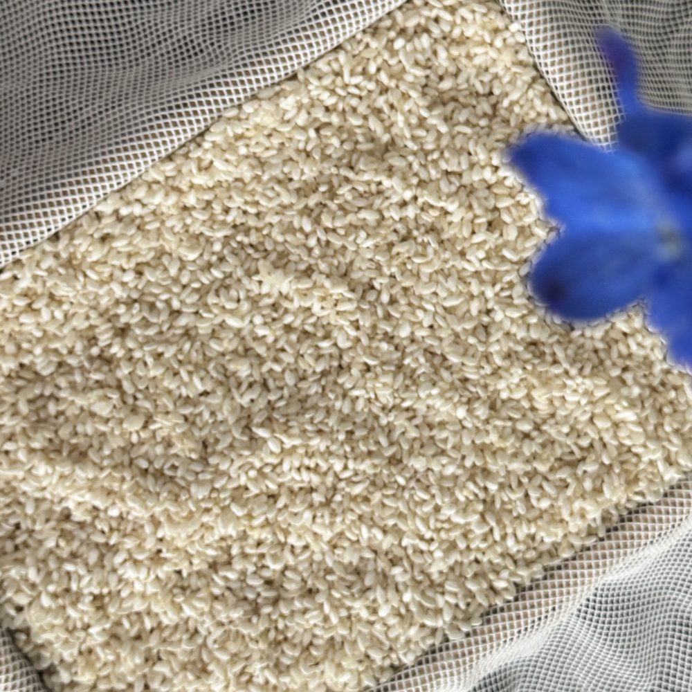 さらしの上で育てた手作りの生麹と青い花